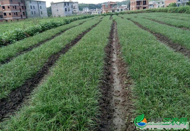 种植麦冬如何施肥？