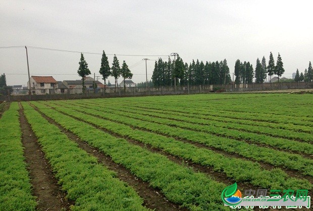 种植麦冬需要怎么样的条件？