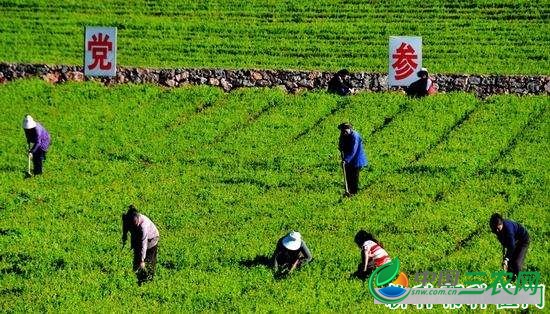 种植党参如何管理？