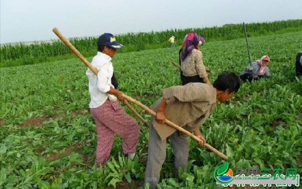 种植板蓝根苗期如何管理？