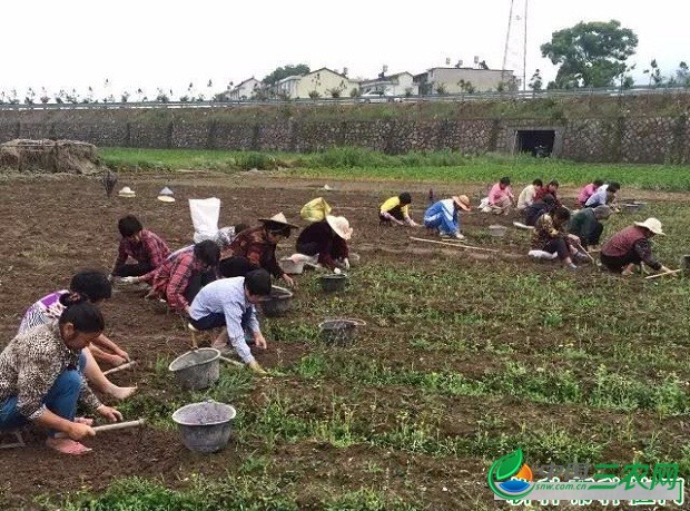 种植浙贝母如何采收？