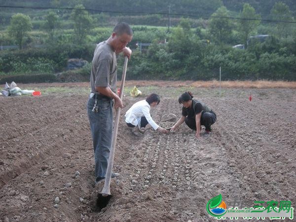 种植浙贝母如何播种？