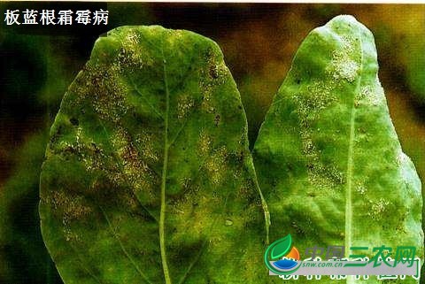 种植板蓝根需要防治哪些病害？