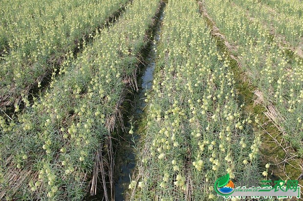 种植浙贝母需要什么环境条件？