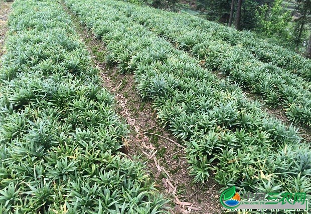 种植浙贝母如何管理？