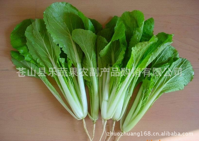 供应苍山乐蔬果新鲜蔬菜杭白菜新鲜（特价）无公害品种齐全