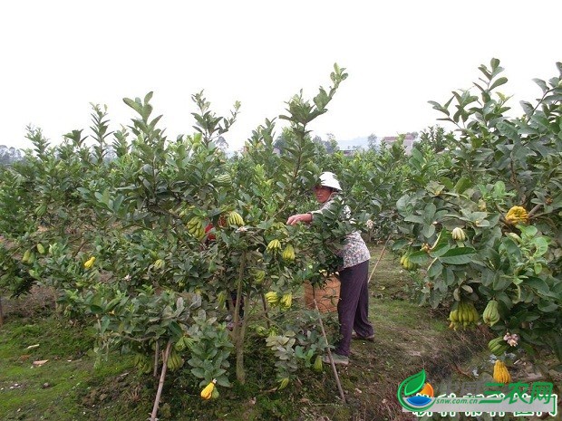 种植佛手需要什么条件？