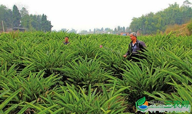 种植砂仁如何施肥？