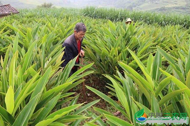 种植砂仁如何施肥？