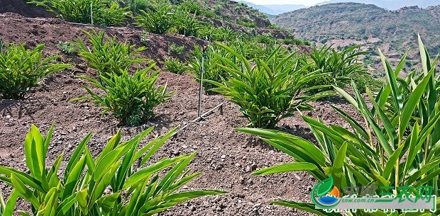 种植砂仁如何管理？