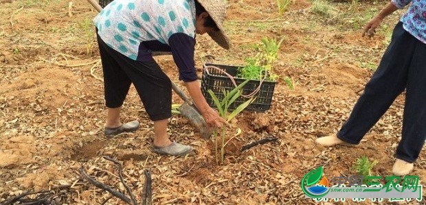 种植砂仁如何管理？