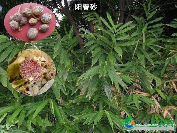 种植砂仁什么品种好？