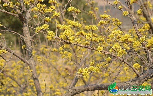 种植山茱萸如何疏花？