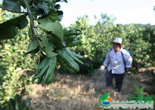 种植佛手如何追肥？