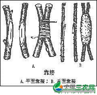 佛手如何采用嫁接繁殖？