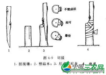 佛手如何采用嫁接繁殖？