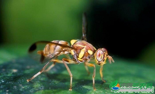 种植瓜萎如何防治瓜实蝇？