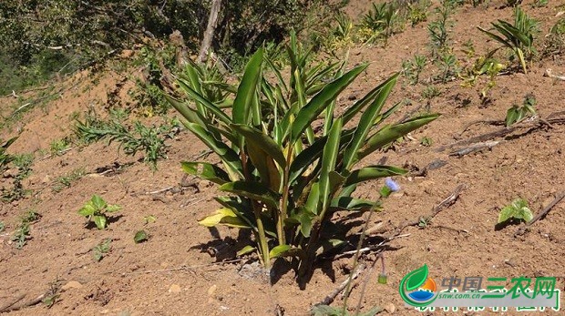 种植砂仁如何选地整地？