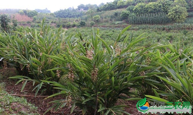 种植砂仁需要怎么样的条件？