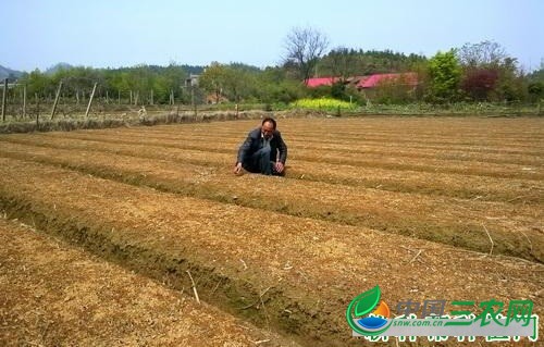 种植杜仲如何选地整地？