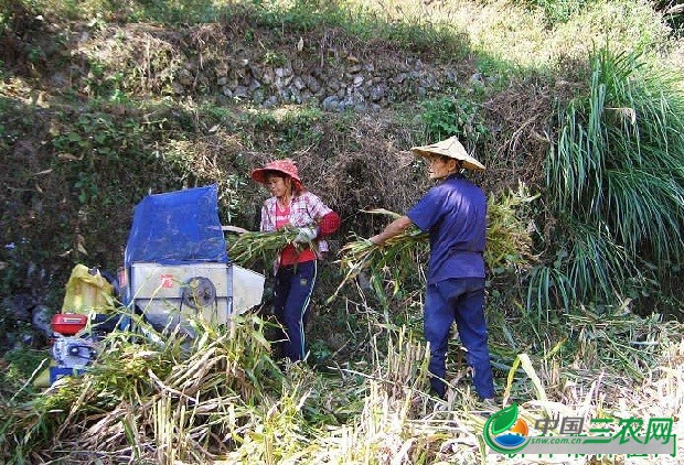 种植薏苡如何采收？