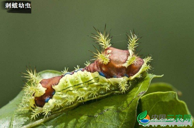 种植杜仲如何防治病虫害？