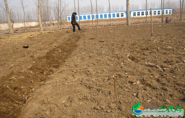 种植穿心莲如何选地、整地？