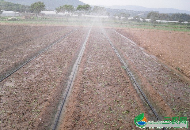 种植穿心莲如何选地、整地？