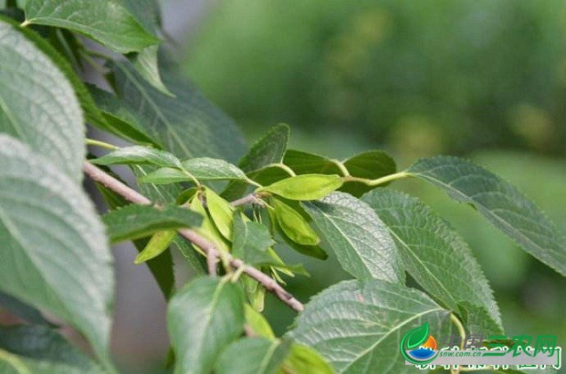 种植杜仲有什么要求