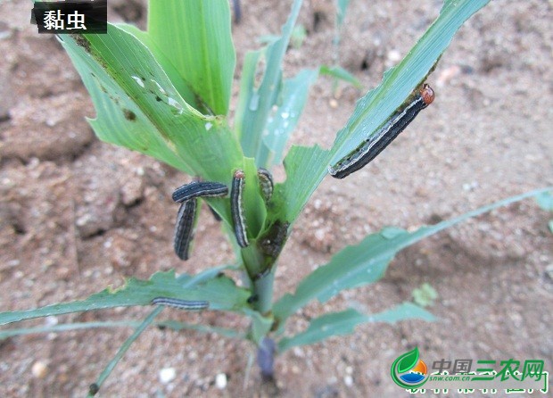 种植薏苡如何防治病虫害？