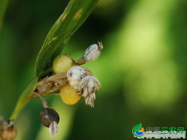 种植薏苡如何防治病虫害？