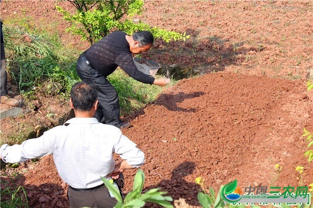 穿心莲苗如何移栽定植？