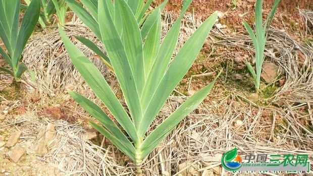 种植射干如何管理？