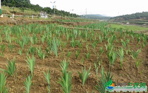 种植射干如何管理？