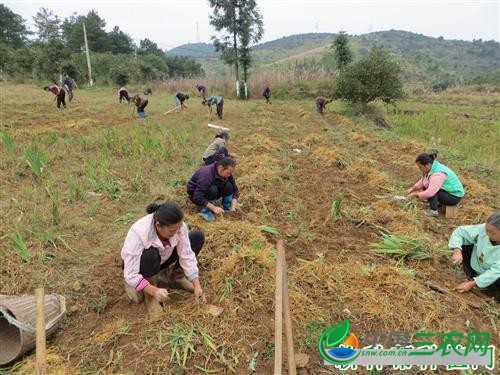 种植射干什么时候可以采收？