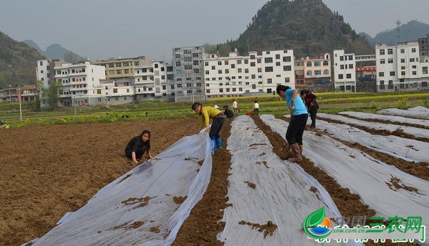 种植射干盖地膜需要注意什么？