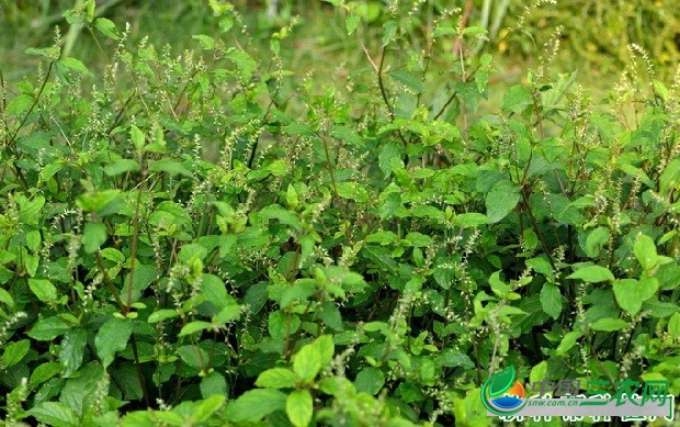 种植牛膝如何管理？