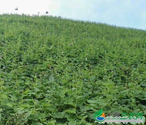 种植云木香如何管理？