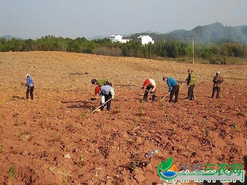 种植药用栀子如何选地整地？