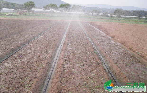 种植药用栀子如何选地整地？