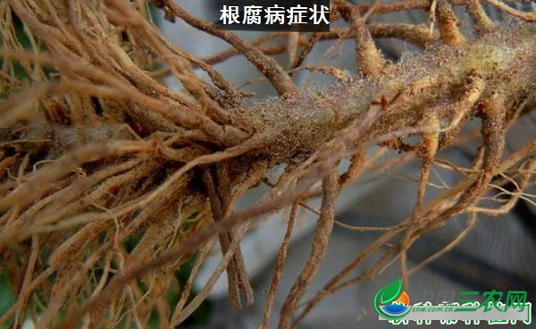 种植牛膝如何防治病虫害？