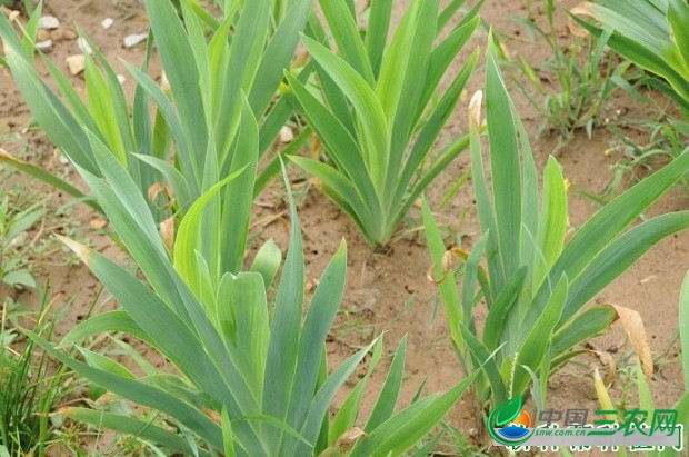 种植射干怎么样管理产量高？