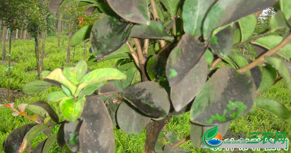 种植蔓荆如何防治病虫害？