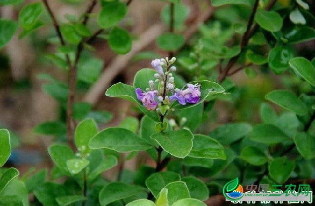 种植蔓荆子如何管理？