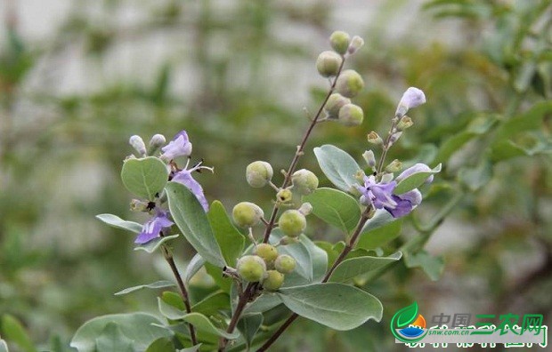 种植蔓荆子如何管理？