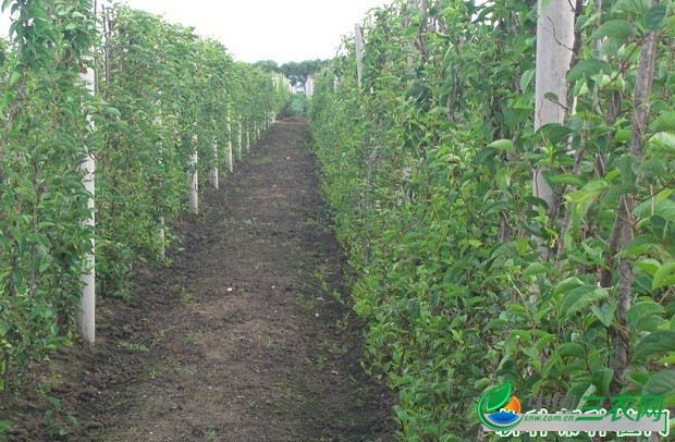 种植五味子为什么要挖栽植沟？