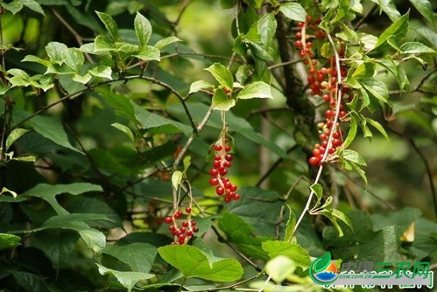 种植五味子需要什么条件？