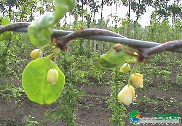 种植五味子什么时候浇水好？