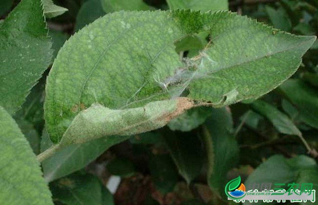 种植五味子如何防治苹果大卷叶虫？