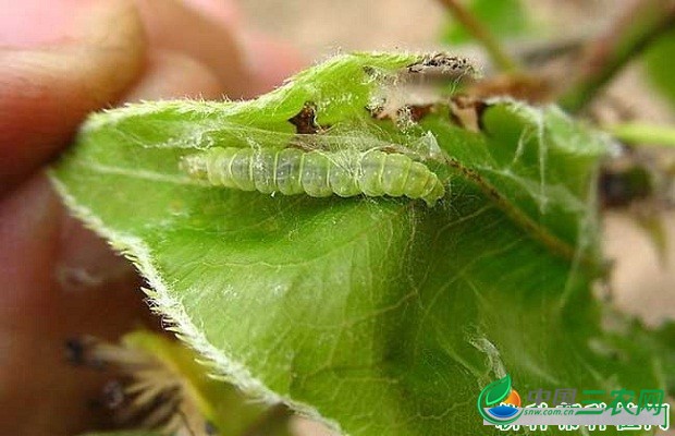 种植五味子如何防治苹果大卷叶虫？